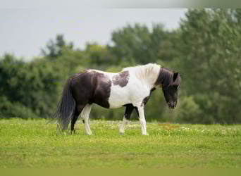 Shetland Ponies, Gelding, 5 years, 9,1 hh