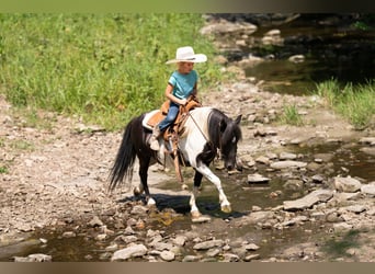 Shetland Ponies, Gelding, 5 years, 9,1 hh