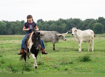 Shetland Ponies, Gelding, 5 years, 9,1 hh