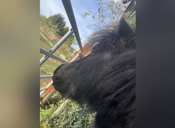 Shetland Ponies, Gelding, 5 years, 9,2 hh, Black