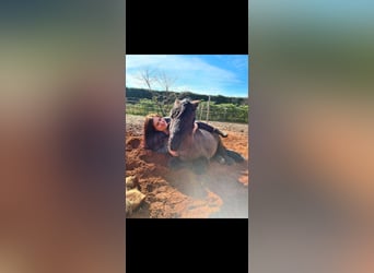 Shetland Ponies, Gelding, 5 years, 9,2 hh, Black