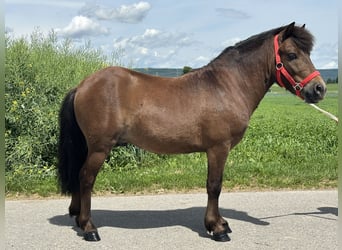 Shetland Ponies, Gelding, 5 years, Brown