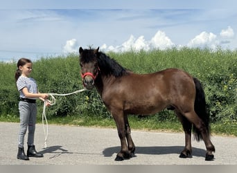 Shetland Ponies, Gelding, 5 years, Brown