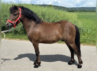 Shetland Ponies, Gelding, 5 years, Brown