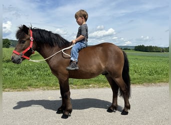 Shetland Ponies, Gelding, 5 years, Brown