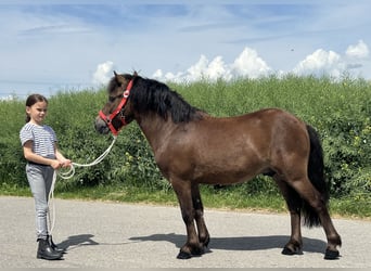 Shetland Ponies, Gelding, 5 years, Brown