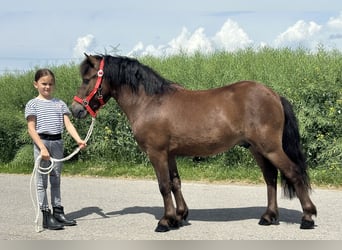 Shetland Ponies, Gelding, 5 years, Brown