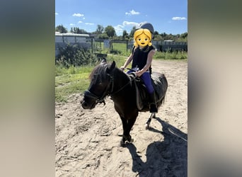 Shetland Ponies, Gelding, 6 years, 10.2 hh, Tobiano-all-colors