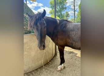 Shetland Ponies, Gelding, 6 years, 10.2 hh, Tobiano-all-colors