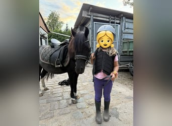 Shetland Ponies, Gelding, 6 years, 10.2 hh, Tobiano-all-colors
