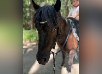 Shetland Ponies, Gelding, 6 years, 10.2 hh, Tobiano-all-colors