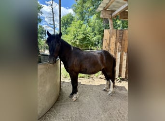 Shetland Ponies, Gelding, 6 years, 10.2 hh, Tobiano-all-colors