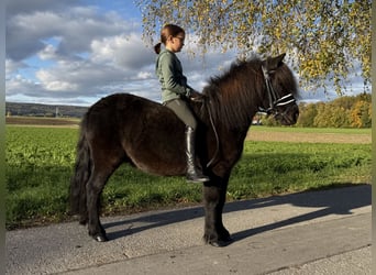 Shetland Ponies Mix, Gelding, 6 years, 11.2 hh, Black