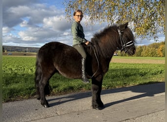 Shetland Ponies Mix, Gelding, 6 years, 11.2 hh, Black