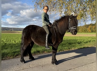 Shetland Ponies Mix, Gelding, 6 years, 11.2 hh, Black
