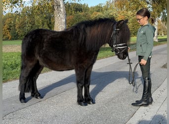 Shetland Ponies Mix, Gelding, 6 years, 11.2 hh, Black