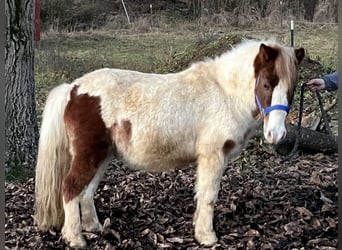 Shetland Ponies, Gelding, 6 years, 11 hh, Pinto