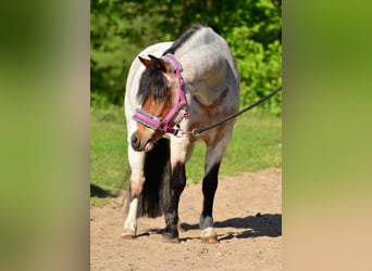 Shetland Ponies, Gelding, 6 years, 12,1 hh, Roan-Bay