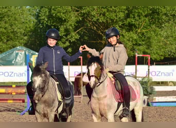 Shetland Ponies, Gelding, 6 years, 12,1 hh, Roan-Bay