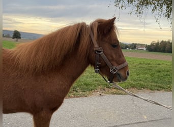 Shetland Ponies, Gelding, 6 years, 7.3 hh, Chestnut-Red