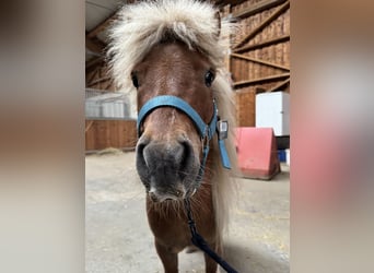 Shetland Ponies, Gelding, 6 years, 8.3 hh, Pinto