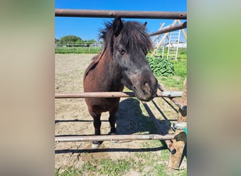 Shetland Ponies Mix, Gelding, 6 years, 8,3 hh, Black