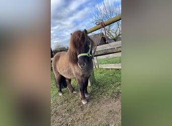Shetland Ponies, Gelding, 6 years, 8,3 hh, Dun