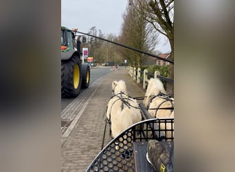 Shetland Ponies, Gelding, 6 years, 9.1 hh, Palomino