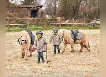 Shetland Ponies, Gelding, 6 years, 9.1 hh, Palomino