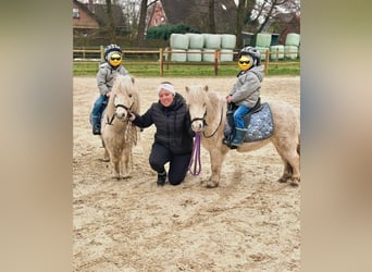 Shetland Ponies, Gelding, 6 years, 9.1 hh, Palomino
