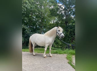 Shetland Ponies, Gelding, 6 years, 9.2 hh, Gray