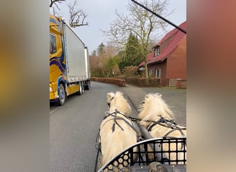 Shetland Ponies, Gelding, 6 years, 9,1 hh, Palomino