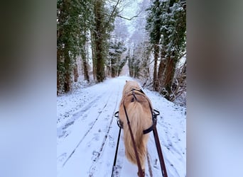 Shetland Ponies, Gelding, 6 years, 9,1 hh, Palomino