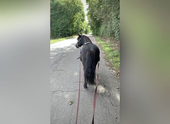 Shetland Ponies, Gelding, 7 years, 10,1 hh, Smoky-Black