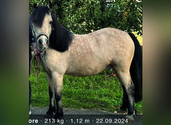 Shetland Ponies, Gelding, 7 years, 11 hh, Dun