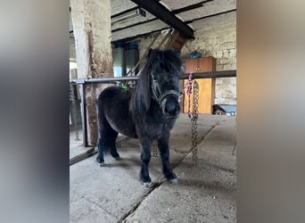 Shetland Ponies, Gelding, 7 years, 8.1 hh, Black