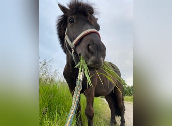 Shetland Ponies, Gelding, 7 years, 9.1 hh, Black