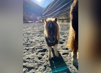 Shetland Ponies Mix, Gelding, 7 years, 9 hh