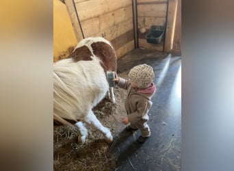 Shetland Ponies Mix, Gelding, 7 years, 9 hh