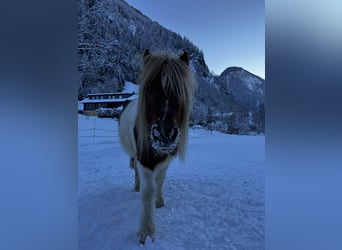 Shetland Ponies Mix, Gelding, 7 years, 9 hh