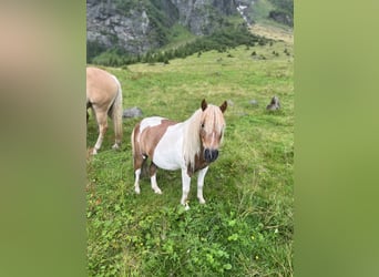Shetland Ponies Mix, Gelding, 7 years, 9 hh