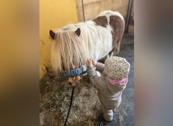 Shetland Ponies Mix, Gelding, 7 years, 9 hh