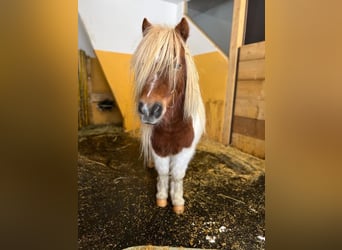 Shetland Ponies Mix, Gelding, 7 years, 9 hh