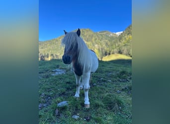 Shetland Ponies Mix, Gelding, 7 years, 9 hh