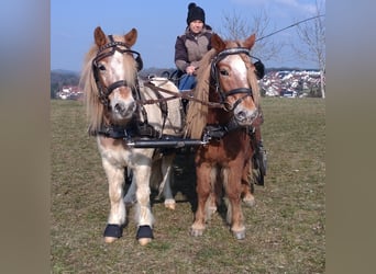Shetland Ponies, Gelding, 7 years, 9,1 hh, Pinto