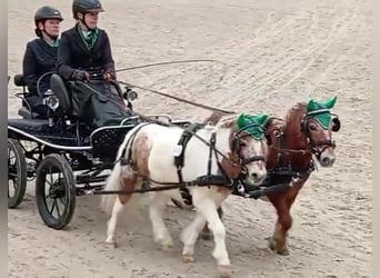 Shetland Ponies, Gelding, 7 years, 9,1 hh, Pinto