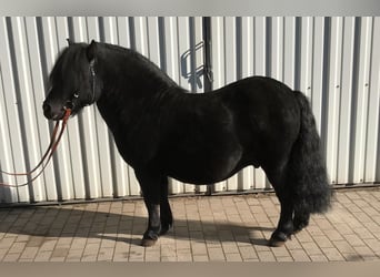 Shetland Ponies, Gelding, 8 years, 10,1 hh, Black