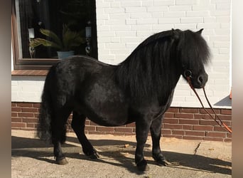 Shetland Ponies, Gelding, 8 years, 10,1 hh, Black