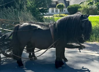 Shetland Ponies, Gelding, 8 years, 10,1 hh, Black