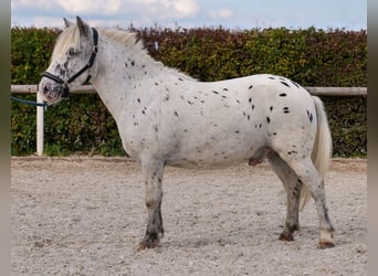 Shetland Ponies, Gelding, 8 years, 10.2 hh, Leopard-Piebald Shetland Ponies, Gelding, 8 years, 10.2 hh, Leopard-Piebald